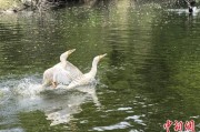 ai算命吉林：罕见白鸬鹚连续两年“故地重游”