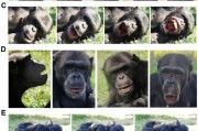 ai算命国际最新研究：机器人“打哈欠” 黑猩猩被传染