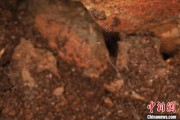 ai算命江西发现蜘蛛新物种 为研究呵叻蛛属适应区域提供依据